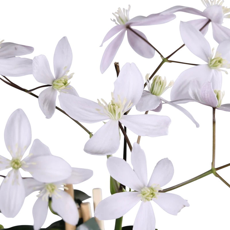 Clematis armandii ‘Apple Blossom’ – immergrüne, hellrosa Kletterpflanze, Topf 15 cm, Höhe 65 cm
