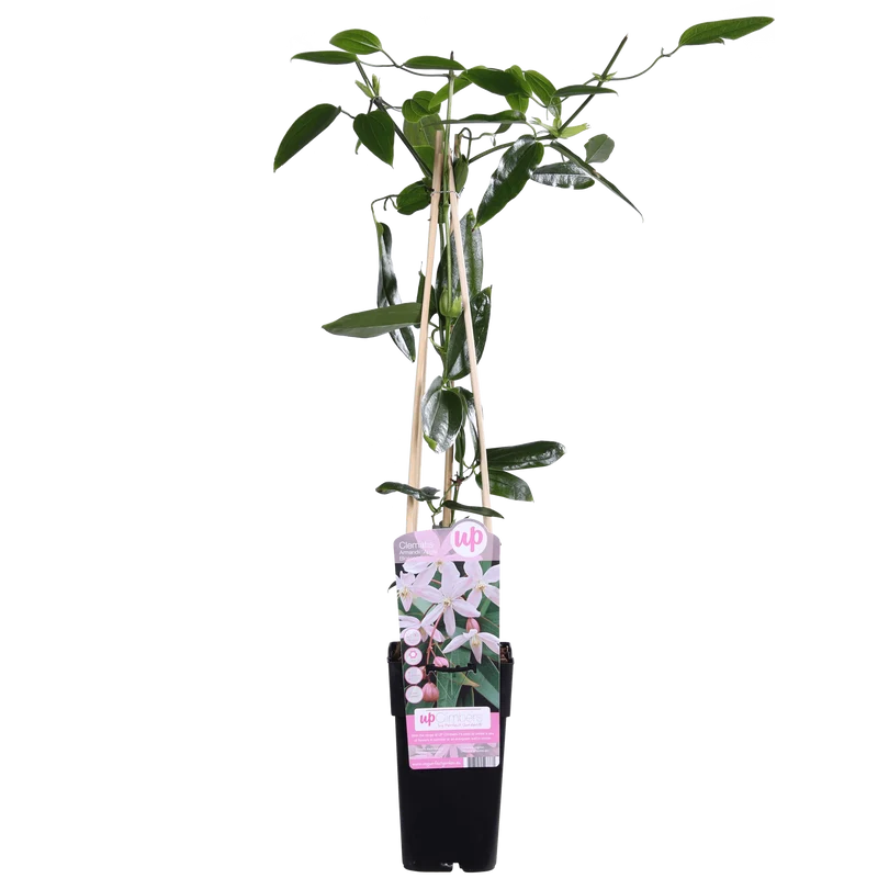 Clematis armandii ‘Apple Blossom’ – immergrüne, hellrosa Kletterpflanze, Topf 15 cm, Höhe 65 cm