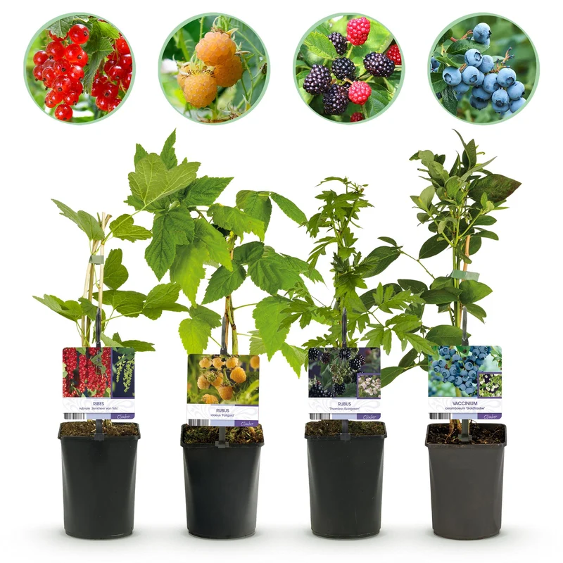 Beerenmix – 4 Obstpflanzen: Rote Beere, Gelbe Himbeere, Schwarze Brombeere & Blaubeere (11 cm Topf, 40 cm hoch)