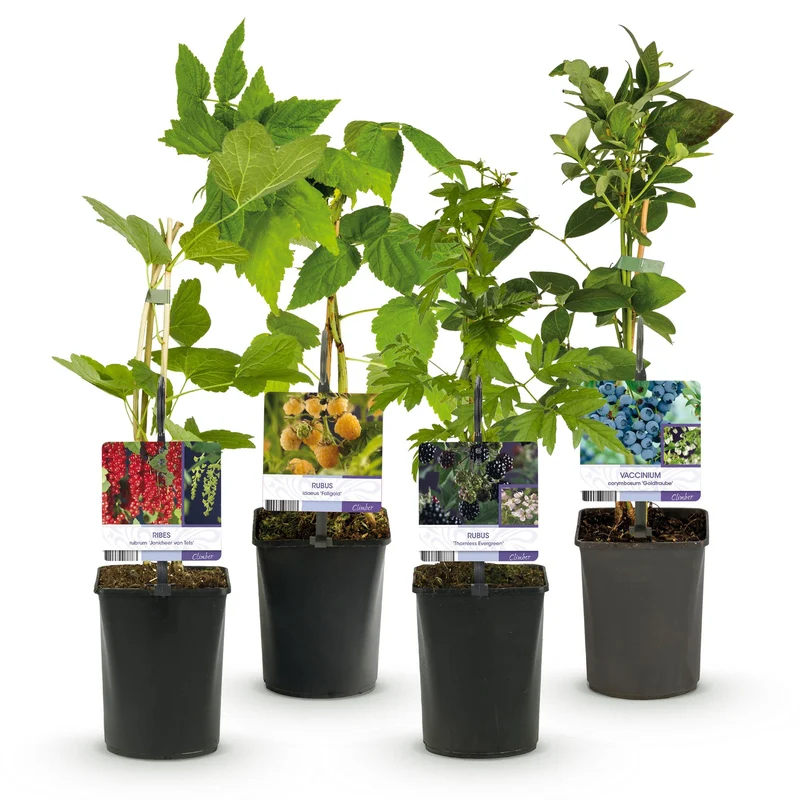 Beerenmix – 4 Obstpflanzen: Rote Beere, Gelbe Himbeere, Schwarze Brombeere & Blaubeere (11 cm Topf, 40 cm hoch)