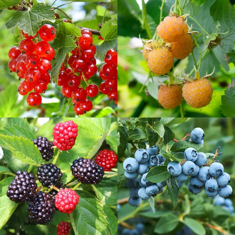 Beerenmix – 4 Obstpflanzen: Rote Beere, Gelbe Himbeere, Schwarze Brombeere & Blaubeere (11 cm Topf, 40 cm hoch)