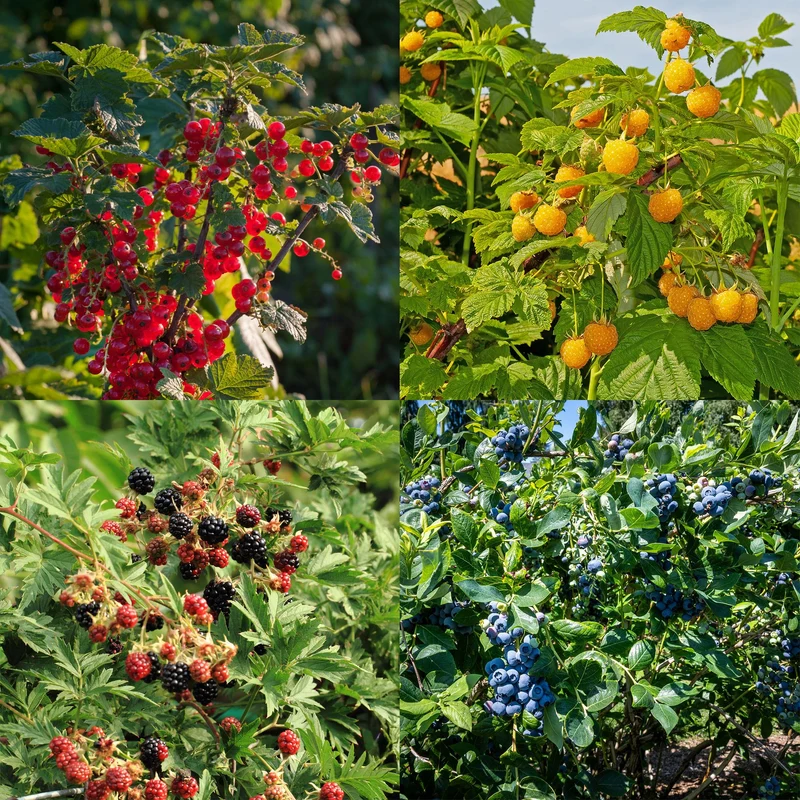Beerenmix – 4 Obstpflanzen: Rote Beere, Gelbe Himbeere, Schwarze Brombeere & Blaubeere (11 cm Topf, 40 cm hoch)