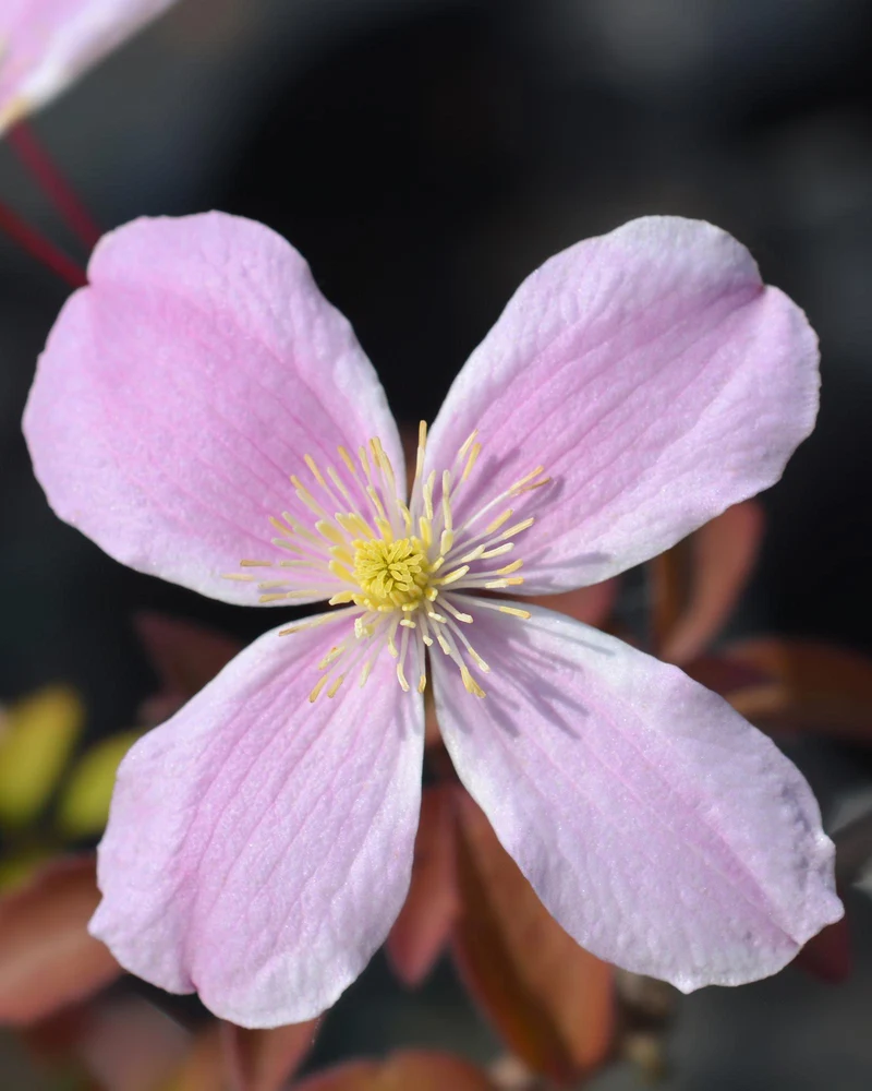 Clematis ‘Fragrant Spring’ (Clematis montana) – hellrosa Blüten, 15 cm Topf, 65 cm Höhe