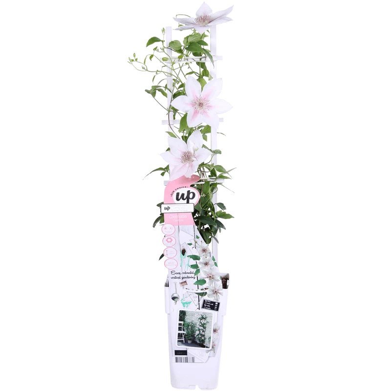 Clematis ‘Corinne’ – kompakte, weiß blühende Kletterpflanze, Ø15 cm, ↕65 cm