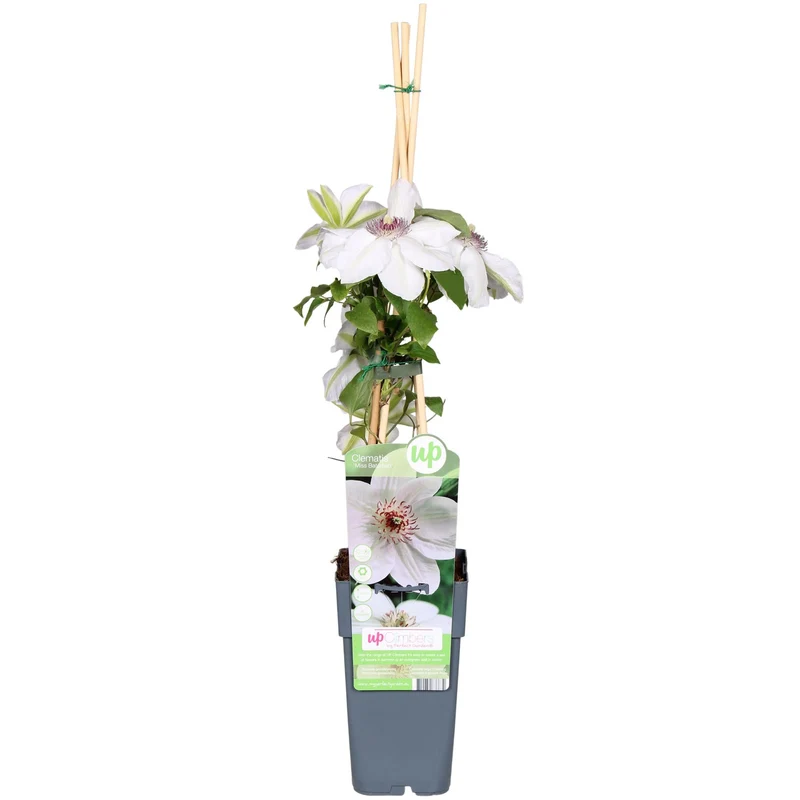 Clematis ‘Miss Bateman’ – weiße Blüte, 15 cm Topf, 65 cm Höhe
