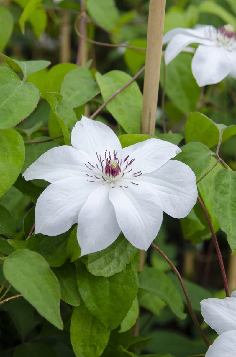 Clematis ‘Miss Bateman’ – weiße Blüte, 15 cm Topf, 65 cm Höhe