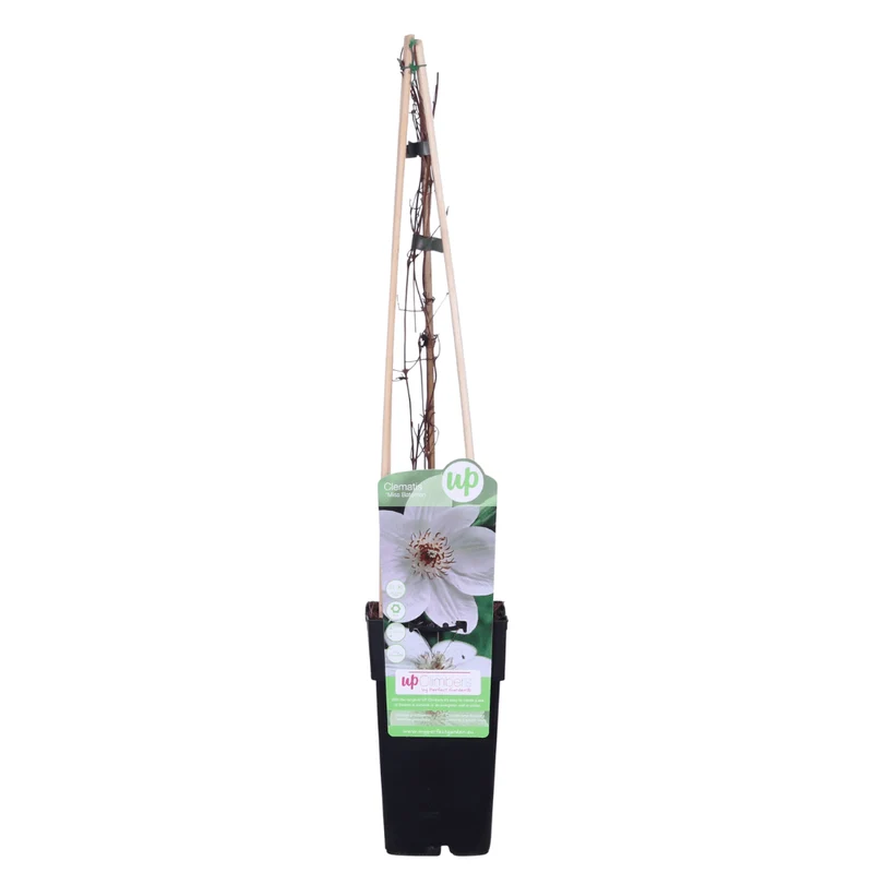 Clematis ‘Miss Bateman’ – weiße Blüte, 15 cm Topf, 65 cm Höhe