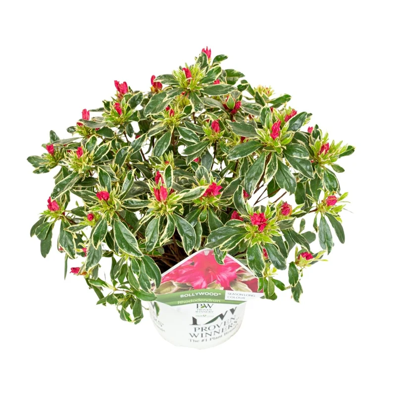 hododendron ‘Bollywood’ – immergrün, 19 cm Topf, 30 cm Höhe