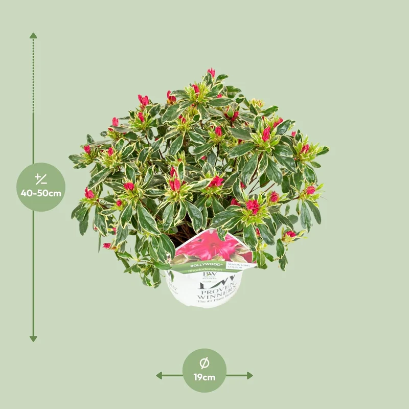 hododendron ‘Bollywood’ – immergrün, 19 cm Topf, 30 cm Höhe