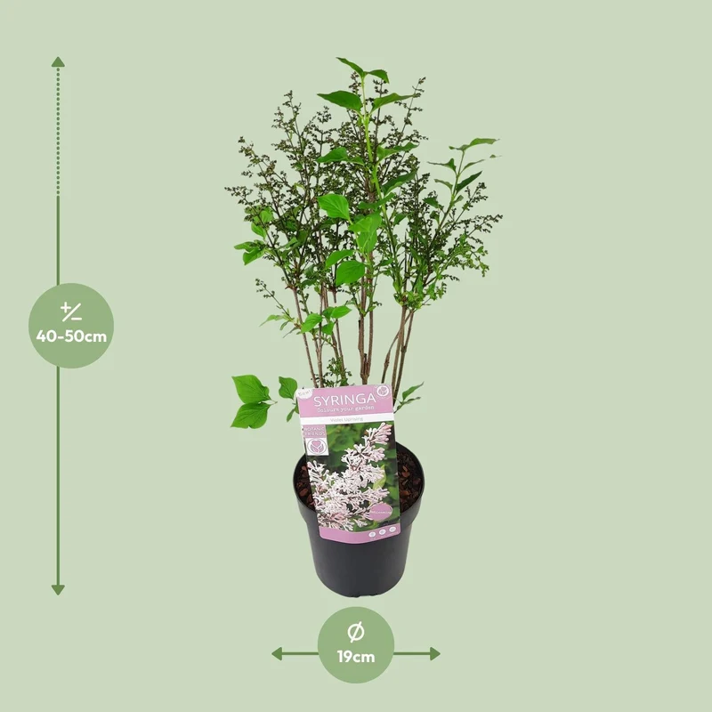 Flieder ‘Violet Uprising’ – buschiger Zierstrauch, 19 cm Topf, 35 cm hoch