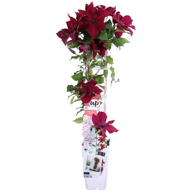 Clematis ‘Nubia’ (Evison-Serie) – rotblühende Clematis, Ø15 cm, 65 cm hoch