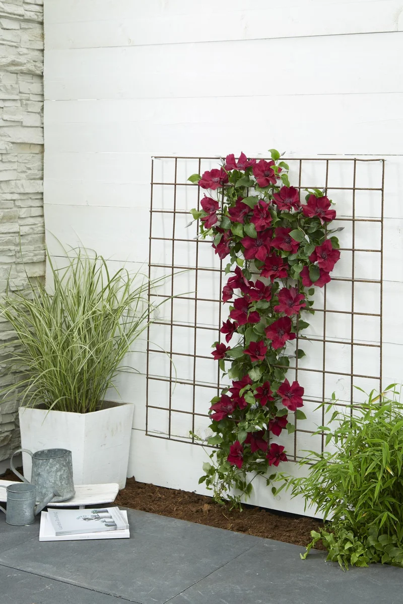 Clematis ‘Nubia’ (Evison-Serie) – rotblühende Clematis, Ø15 cm, 65 cm hoch