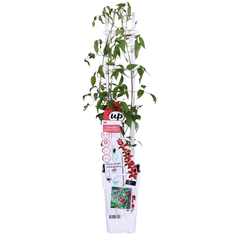 Clematis ‘Nubia’ (Evison-Serie) – rotblühende Clematis, Ø15 cm, 65 cm hoch