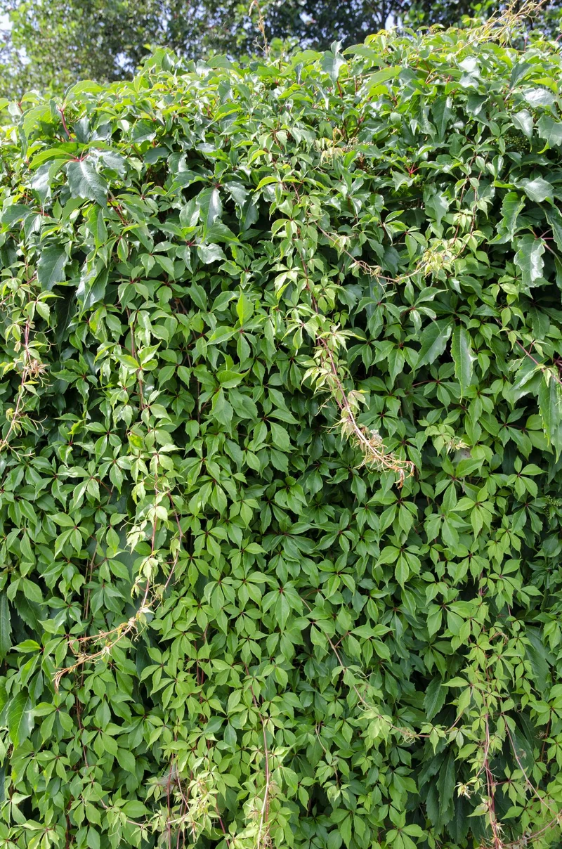 Wilder Wein ‘Engelmannii’ – schnellwachsende Kletterpflanze, 15 cm Topf, 65 cm