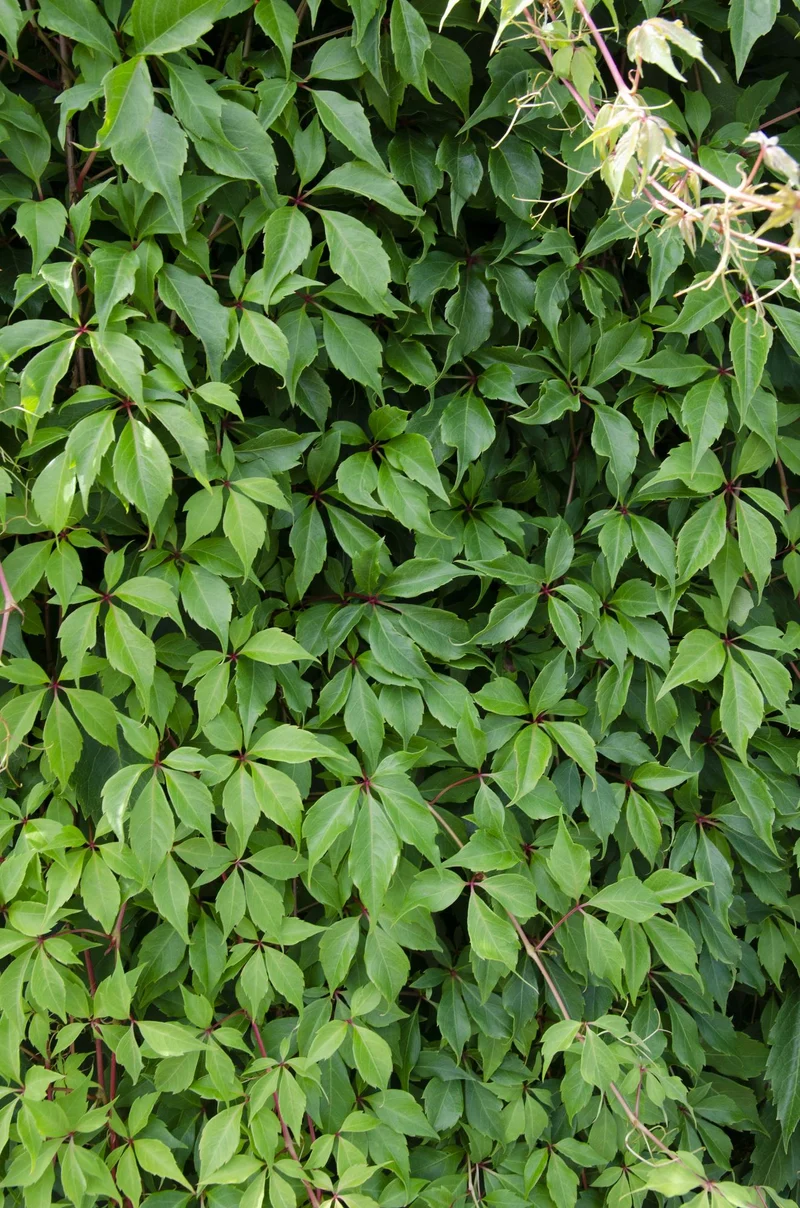 Wilder Wein ‘Engelmannii’ – schnellwachsende Kletterpflanze, 15 cm Topf, 65 cm