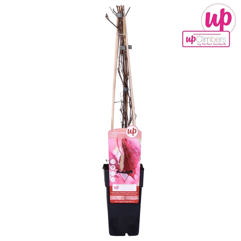 Wilder Wein ‘Engelmannii’ – schnellwachsende Kletterpflanze, 15 cm Topf, 65 cm