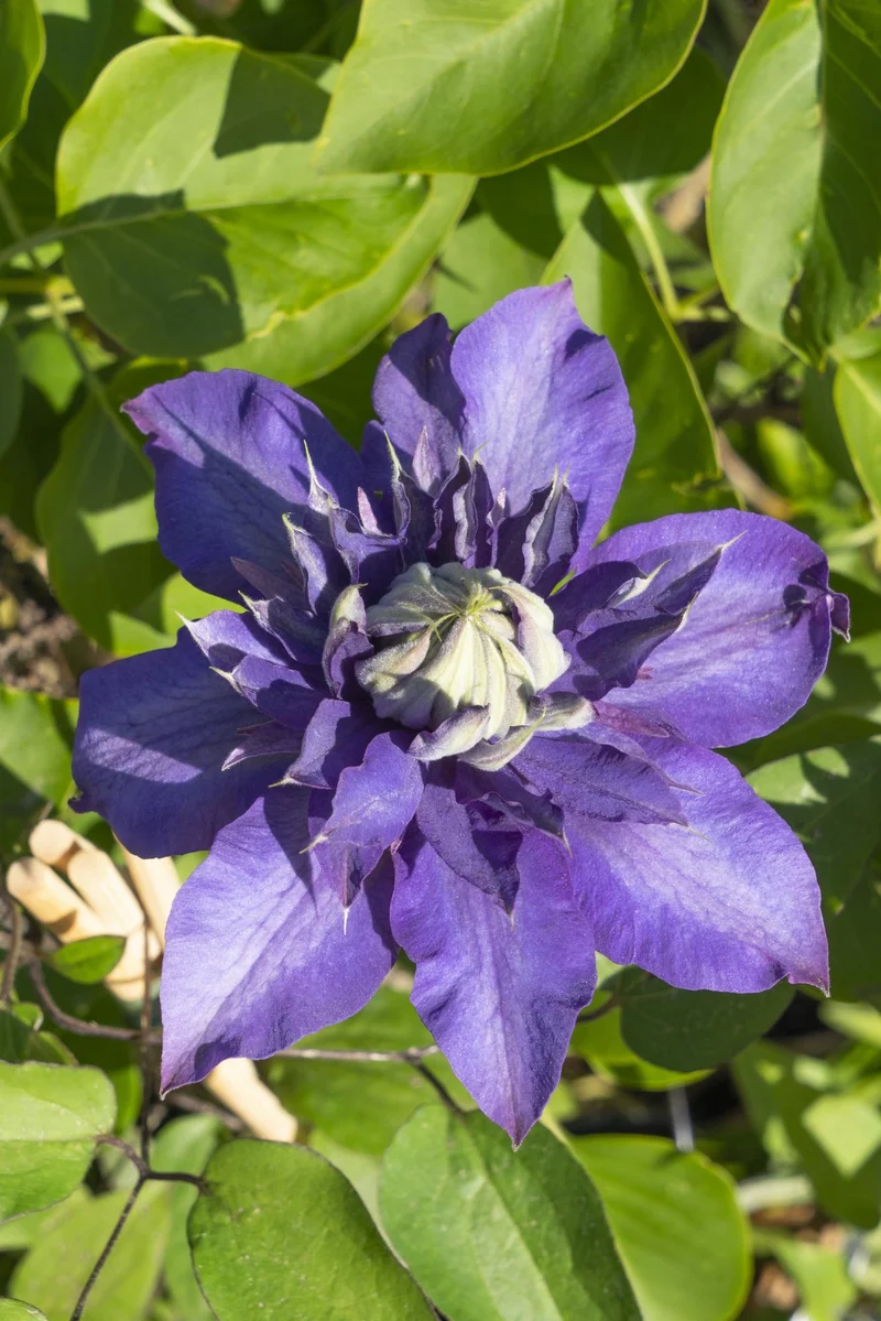 Clematis ‘Multi Blue’ – großblütige, blau-violette Kletterpflanze, 15 cm Topf, 65 cm hoch