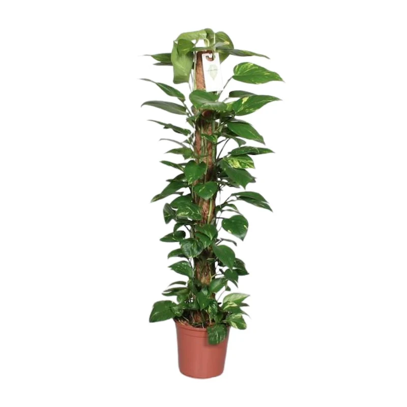 Epipremnum Pinnatum – Efeutute am Moosstab - 60-120 cm
