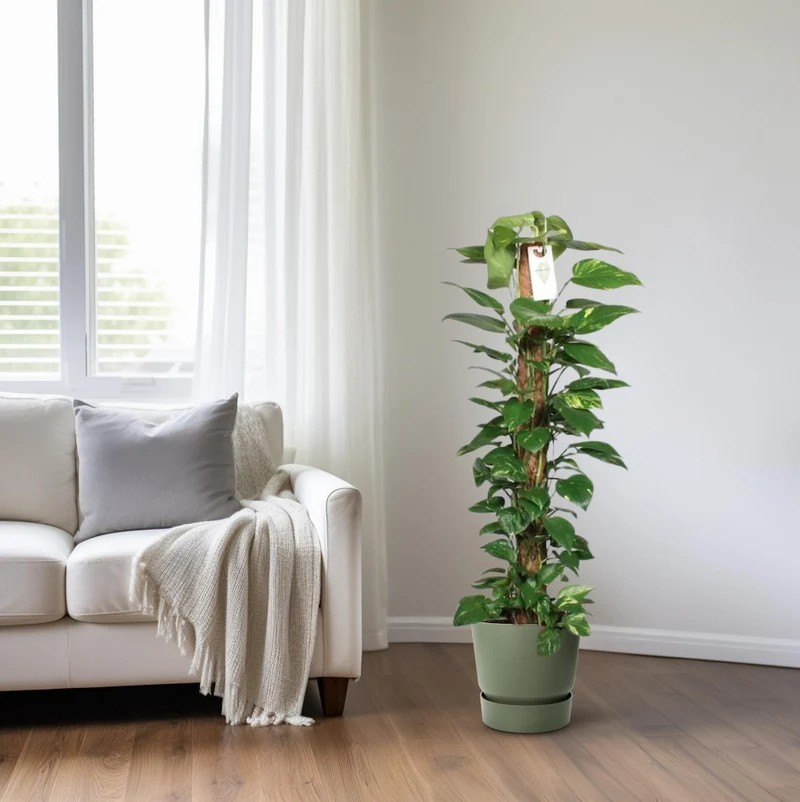 Epipremnum Pinnatum – Efeutute am Moosstab - 60-120 cm