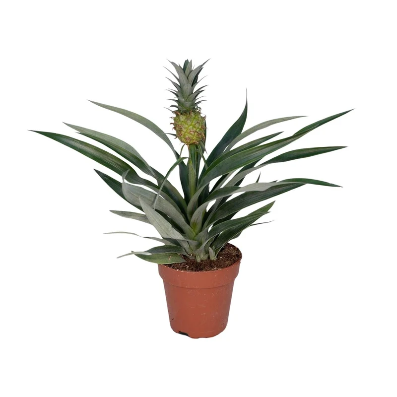 Bromelia Ananas – Zierananas - 12cm Topf, 30cm hoch
