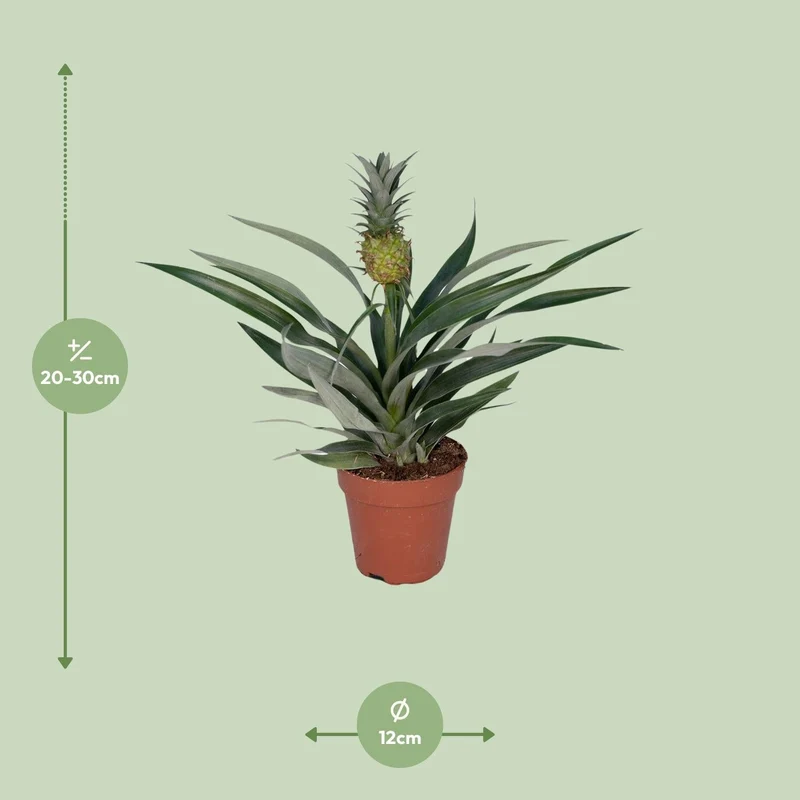 Bromelia Ananas – Zierananas - 12cm Topf, 30cm hoch