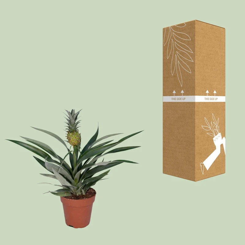 Bromelia Ananas – Zierananas - 12cm Topf, 30cm hoch