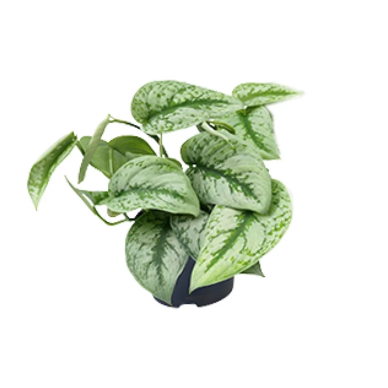 Scindapsus Pictus ‘Trebie’ – Gefleckte Efeutute - 15-25 cm