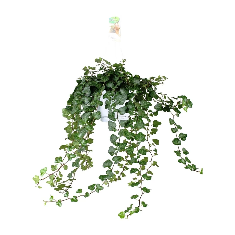 Hedera ‘Wonder Green’ – Efeu - 50-70 cm