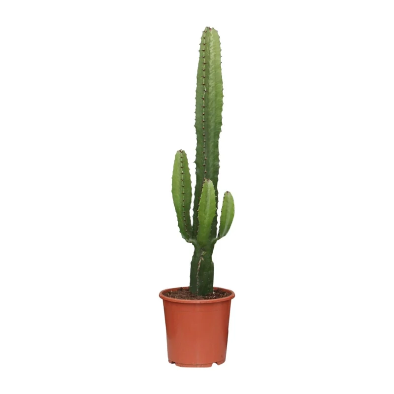 Euphorbia Acrurensis – Wüstenkerze - 50-60 cm