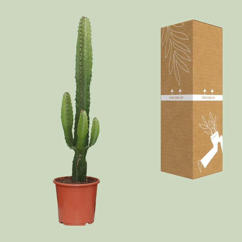 Euphorbia Acrurensis – Wüstenkerze - 50-60 cm