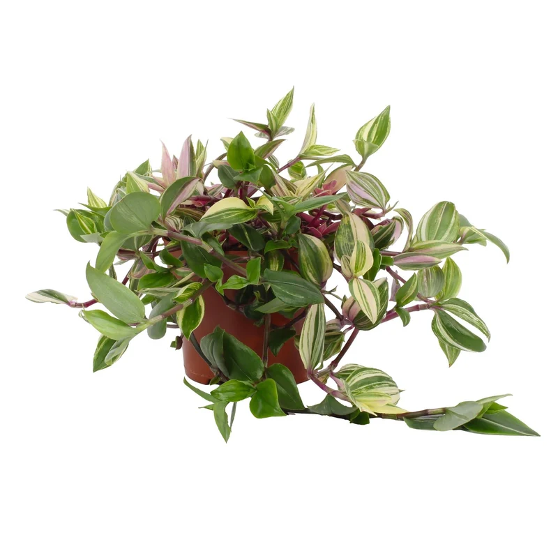 Tradescantia Quadricolor - Pink Pampas - 12cm Topf, 17cm hoch