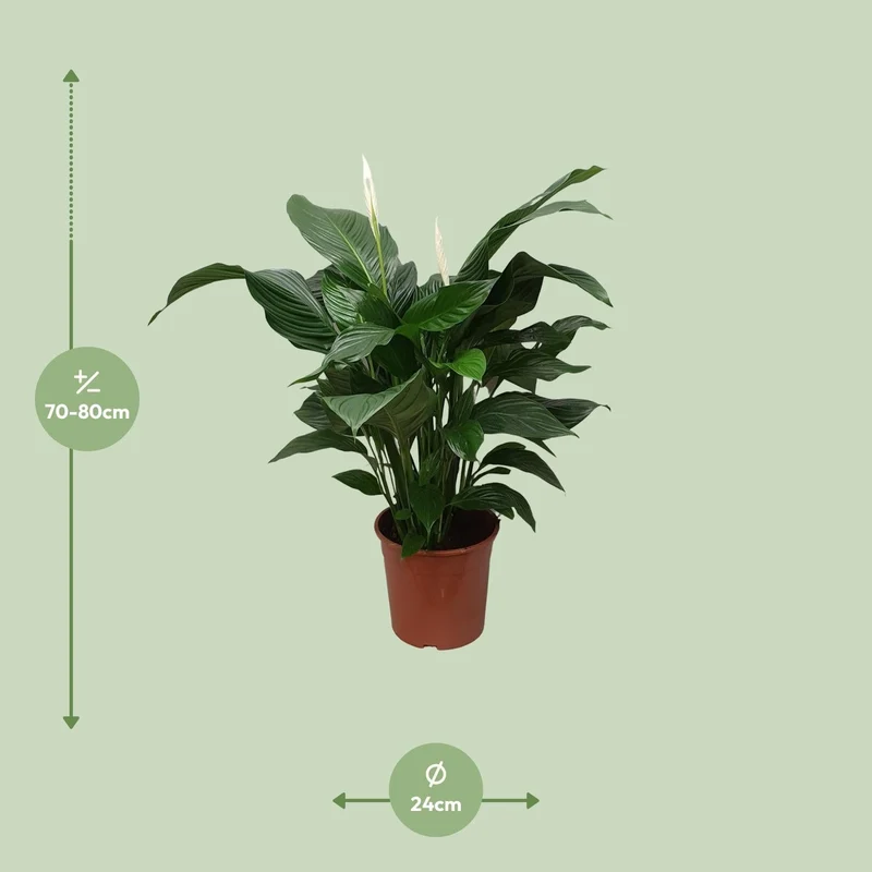 Spathiphyllum – Friedenslilie - verschiedene Farben & Größen