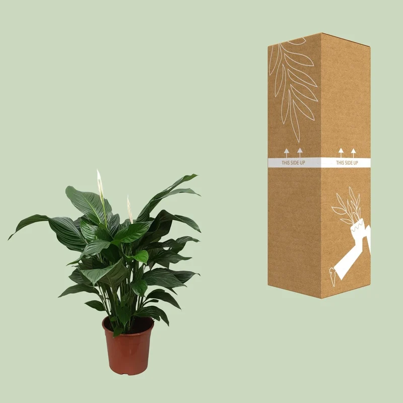 Spathiphyllum – Friedenslilie - verschiedene Farben & Größen