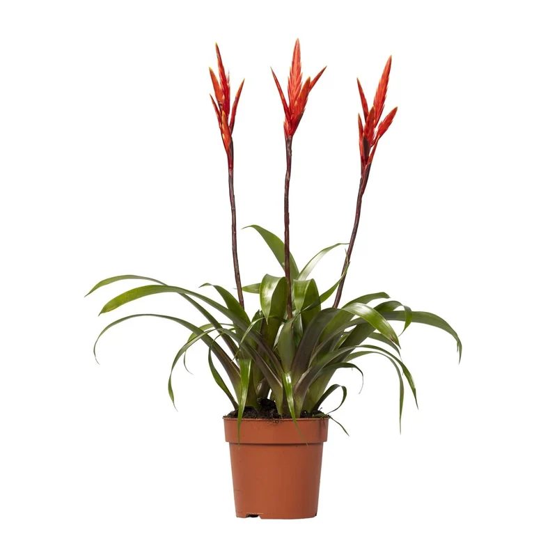 Vriesea ‘Elan Toef’ – Flammendes Schwert - 12 cm Topf, 55 cm hoch