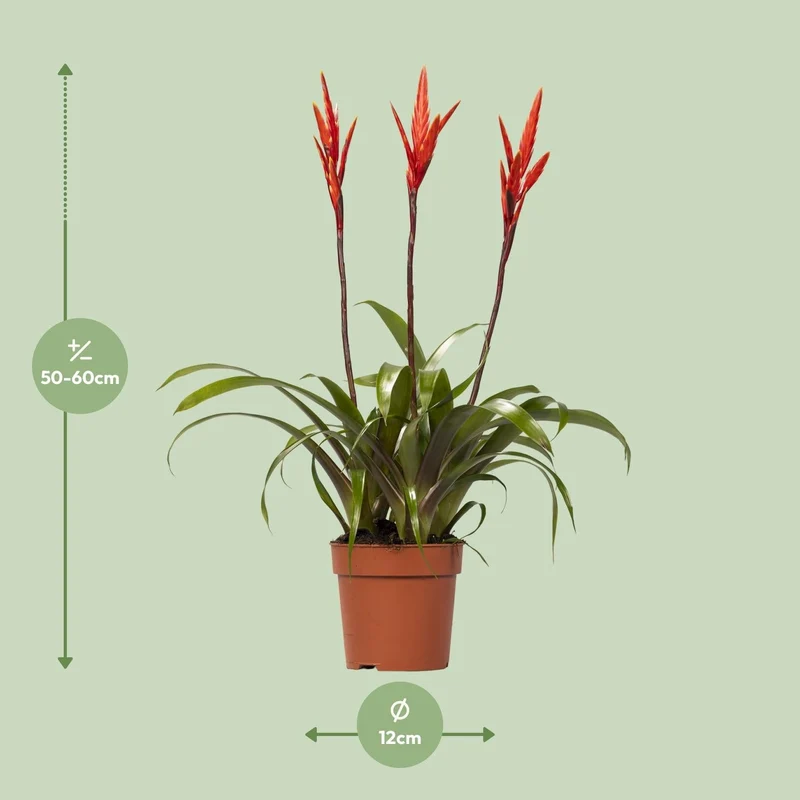 Vriesea ‘Elan Toef’ – Flammendes Schwert - 12 cm Topf, 55 cm hoch