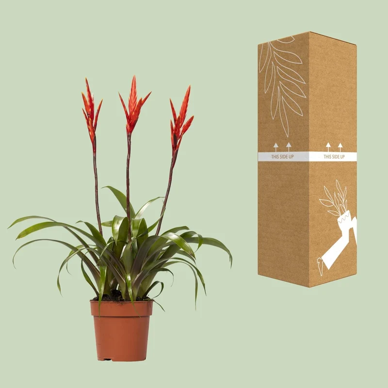Vriesea ‘Elan Toef’ – Flammendes Schwert - 12 cm Topf, 55 cm hoch