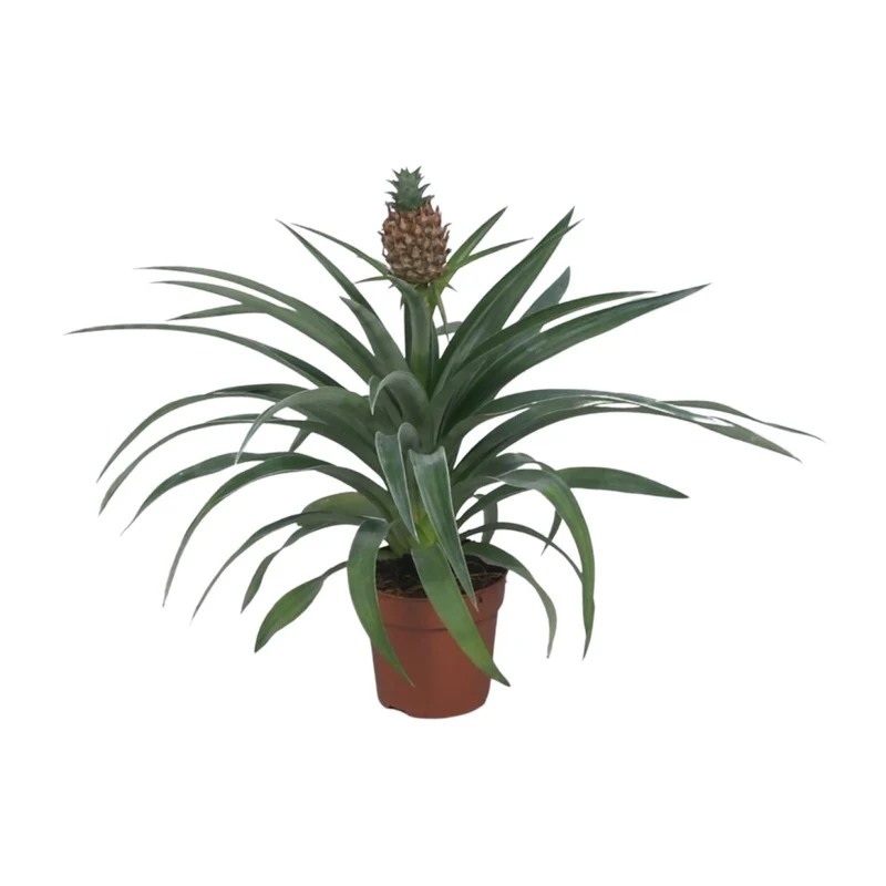 Ananas ‘Mi Amigo’ – Zierananas - 12 cm Topf, 40 cm