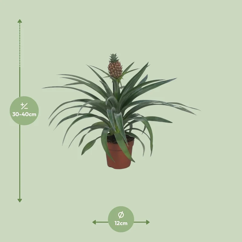Ananas ‘Mi Amigo’ – Zierananas - 12 cm Topf, 40 cm