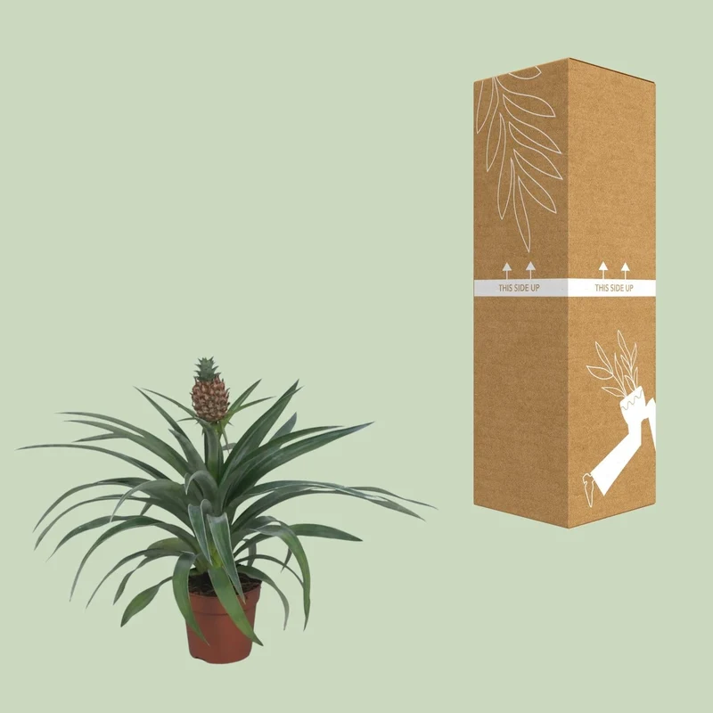 Ananas ‘Mi Amigo’ – Zierananas - 12 cm Topf, 40 cm