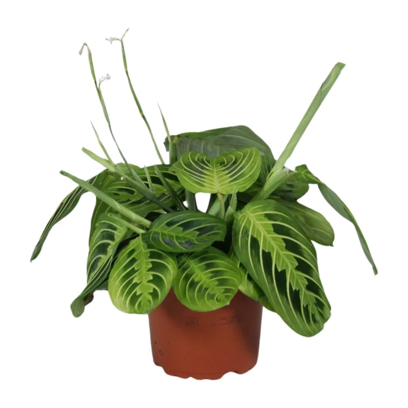 Maranta Leuconeura ‘Fascinator Lemon Lime’ – Pfeilwurze - 12cm Topf, 30cm hoch