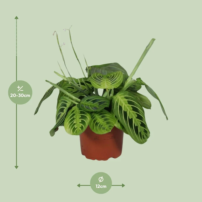 Maranta Leuconeura ‘Fascinator Lemon Lime’ – Pfeilwurze - 12cm Topf, 30cm hoch