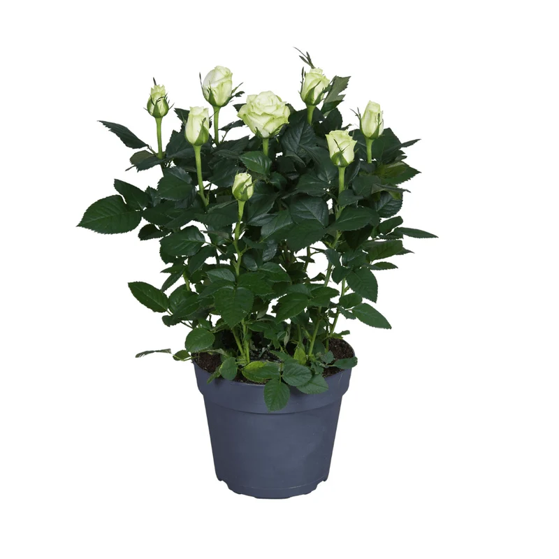 Weiße Rose - 17 cm Topf, 45 cm hoch