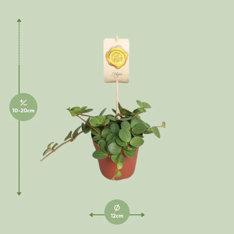 Peperomia ‘Hope’ – Peperomie - 12cm Topf, 15cm hoch