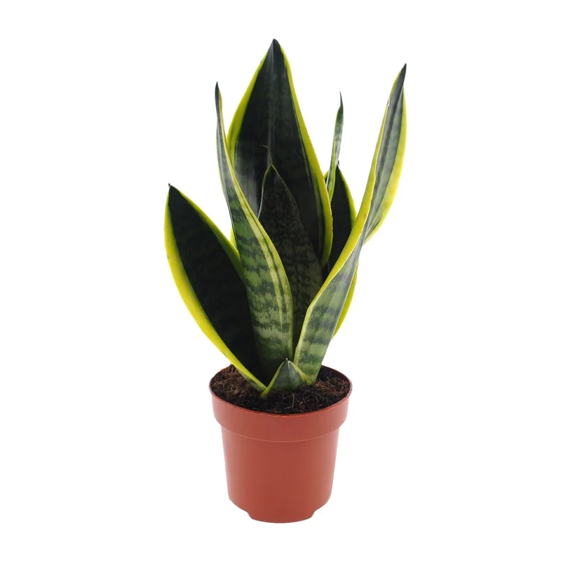 Sansevieria Futura ‘Superba’ – Bogenhanf - 30-45 cm