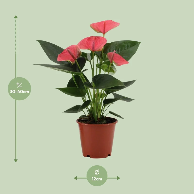 Anthurium – Flamingoblume - verschiedene Farben & Größen - 35-90 cm