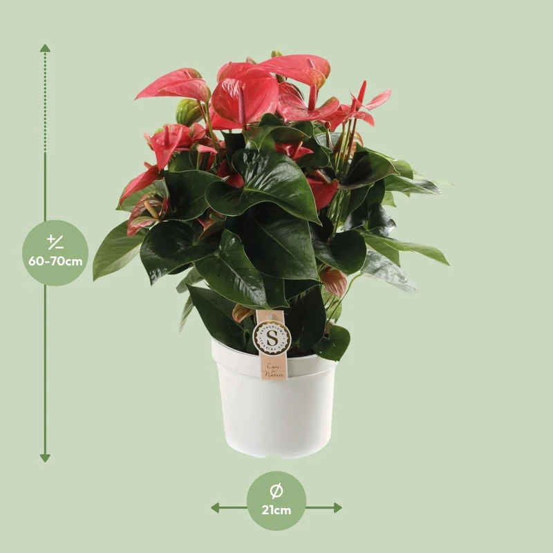 Anthurium – Flamingoblume - verschiedene Farben & Größen - 35-90 cm