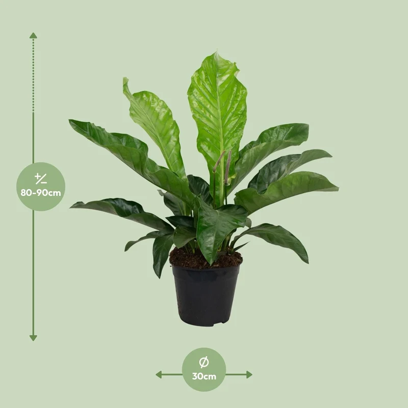 Anthurium – Flamingoblume - verschiedene Farben & Größen - 35-90 cm