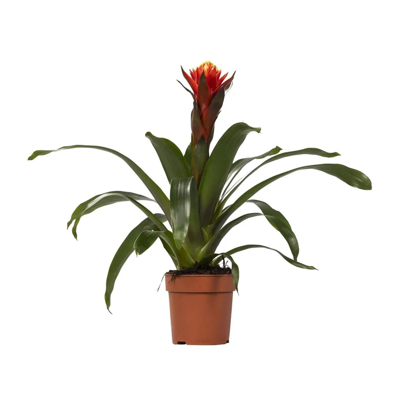 Guzmania – Bromelie - verschiedene Farben - 12cm Topf, 40-50cm hoch