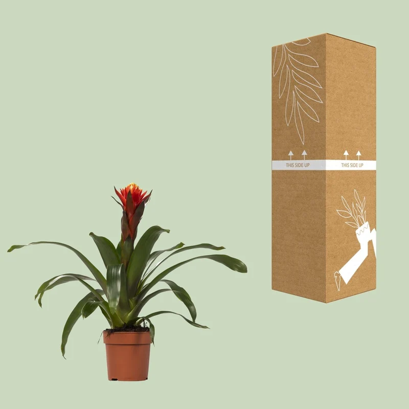 Guzmania – Bromelie - verschiedene Farben - 12cm Topf, 40-50cm hoch
