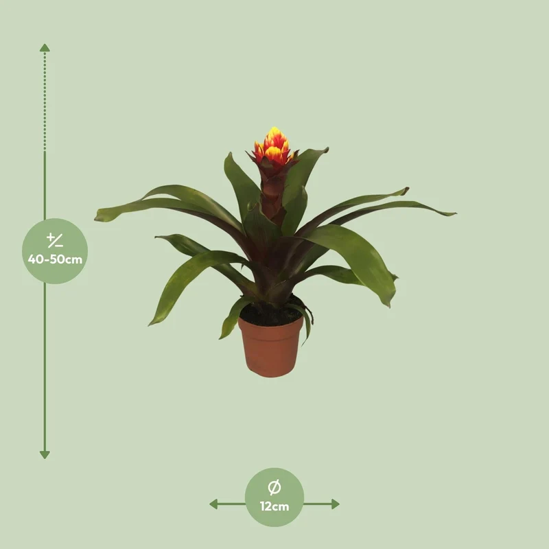 Guzmania – Bromelie - verschiedene Farben - 12cm Topf, 40-50cm hoch
